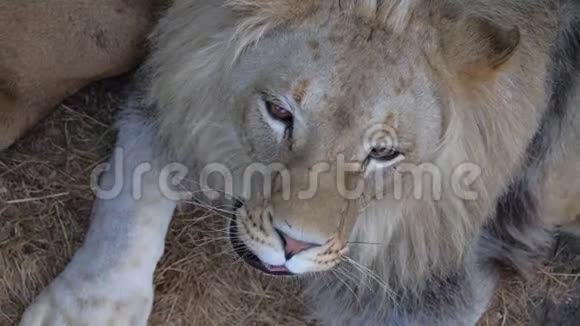 年轻漂亮的狮子打哈欠露出嘴巴视频的预览图