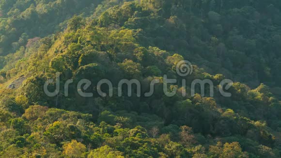 青山上的森林清晨的阳光视频的预览图