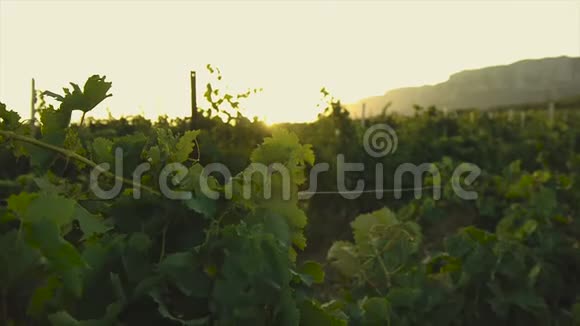在欧洲南部的葡萄园在乡村日落时视频的预览图