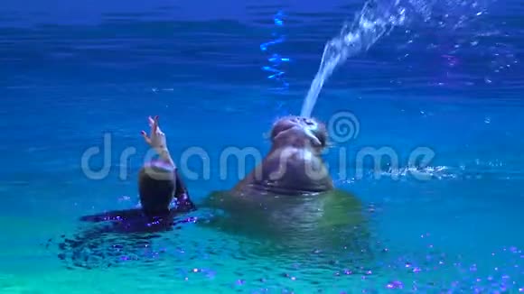 海豚馆海豚表演及水上乐园表演在表演中表现出完美的海狮视频的预览图