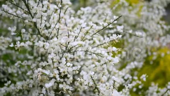 春天里美丽的白色花朵紧紧地视频的预览图