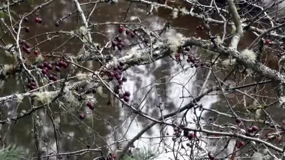 光秃秃的枝干上有苔藓和小红浆果在小溪上有流动的水视频的预览图