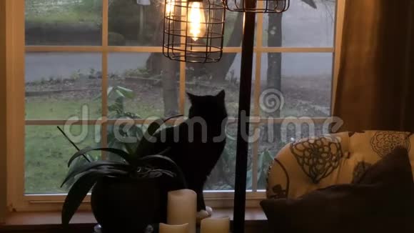 小黑白猫坐在装饰好的家里望着窗外视频的预览图
