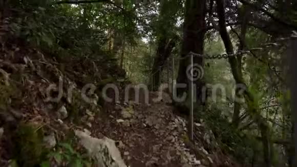 在绿色森林的小径上行走的视角索契的紫杉林视频的预览图