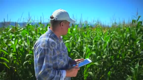 男性农民使用数字平板电脑玉米田间技术有机玉米植株质量检测视频的预览图