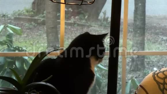 冬天的猫在窗外看交通和院子视频的预览图