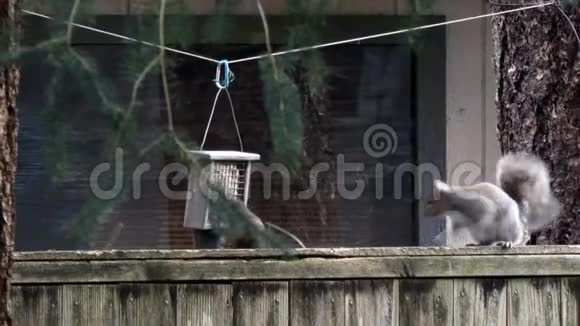 灰松鼠在院子里啄木鸟上行走视频的预览图