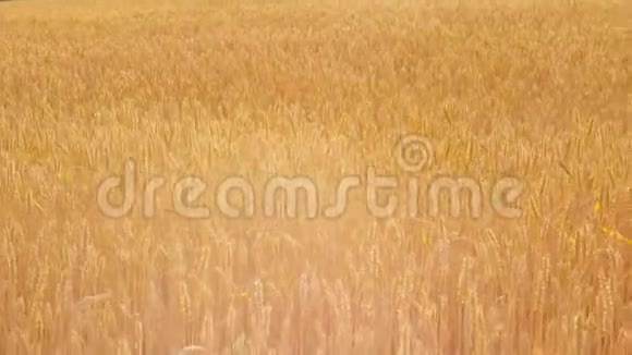 农业黄金黑麦麦田景观视频的预览图
