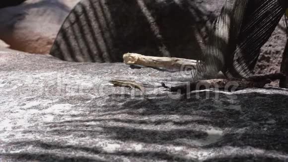 塞舌尔普拉斯林岛蜥蜴在位于印度洋的岛屿地面上奔跑旅游放松视频的预览图