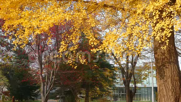 北海道大学秋叶银杏视频的预览图