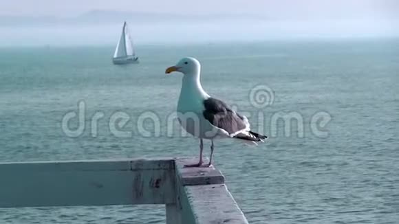 三藩湾海鸥海水边缘海鸥特写镜头视频的预览图