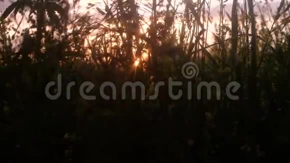 夕阳下草地美丽的傍晚景观反灯视频的预览图