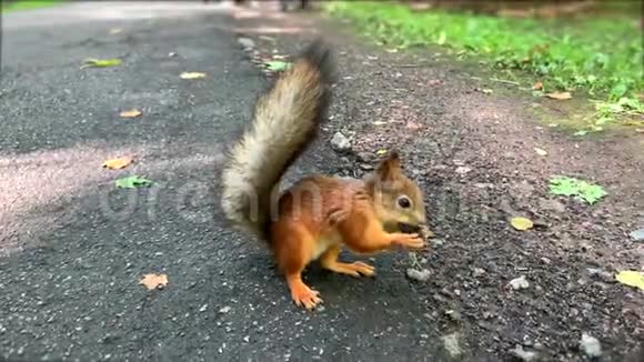 可爱的毛茸茸的滑稽松鼠在公园里吃李子视频的预览图