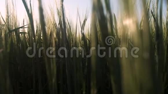 美丽的黎明在绿麦的田野上相机穿过植物视频的预览图