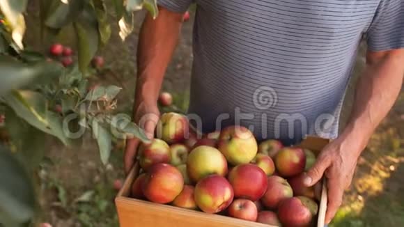 一个有经验的农民拿着一个收获红苹果的盒子特写新鲜水果强壮的手在地面上工作视频的预览图