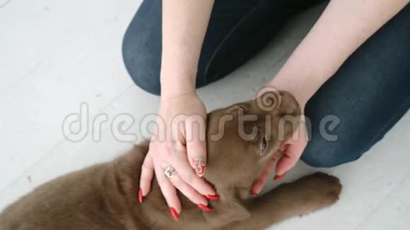 白种人女性中风和按摩棕色拉布拉多犬的头部白天躺在地板上视频的预览图