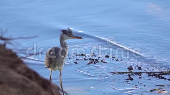 一只年轻的灰鹭鸟在浅水中涉水寻找猎物视频的预览图