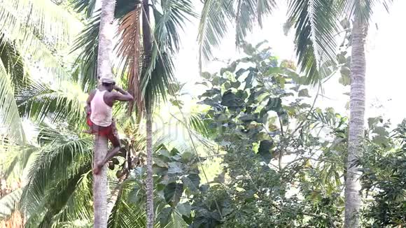 有技术的人在支架上砍下棕榈树并扔下树干视频的预览图