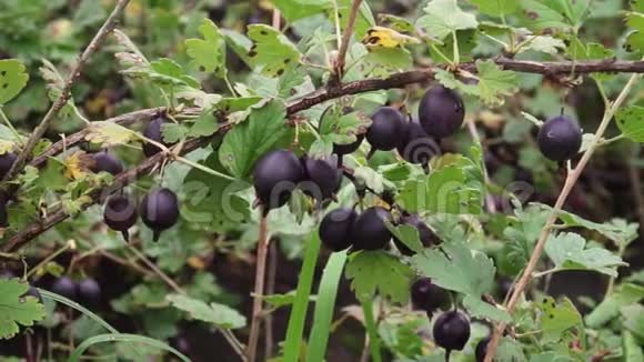 在花园的树枝上生长的黑鹅莓有机农业和农业健康营养概念视频的预览图