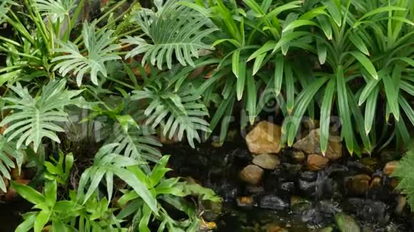 各种绿色热带植物生长在小溪附近阳光明媚的日子里淡水在令人惊叹的花园里鲜嫩多汁视频的预览图