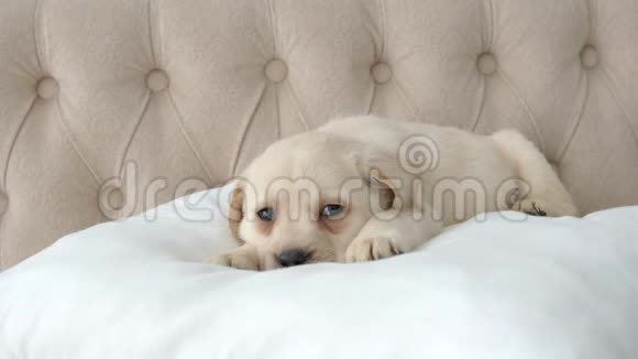 拉布拉多犬躺在枕头上侧视视频的预览图