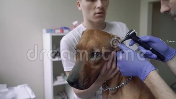 英俊的兽医检查狗的耳朵视频的预览图