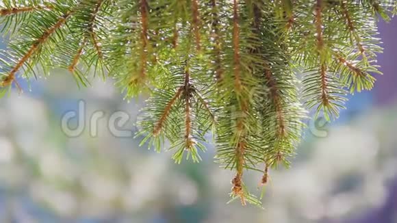 被太阳照亮的松树的树枝在风中摇曳特写镜头夏日时光常绿圣诞云杉视频的预览图