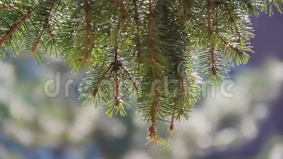 被太阳照亮的松树的树枝在风中摇曳特写镜头夏日时光常绿圣诞云杉视频的预览图