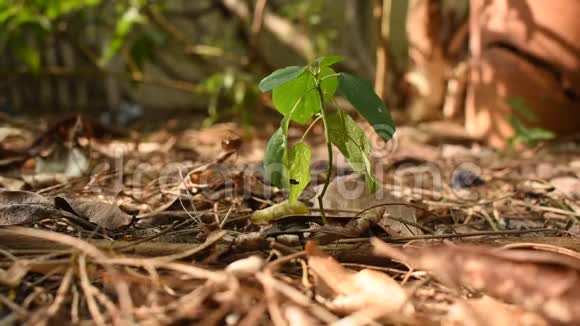 一种年轻的印度铜叶热带草本植物和解毒猫在地上浇水视频的预览图