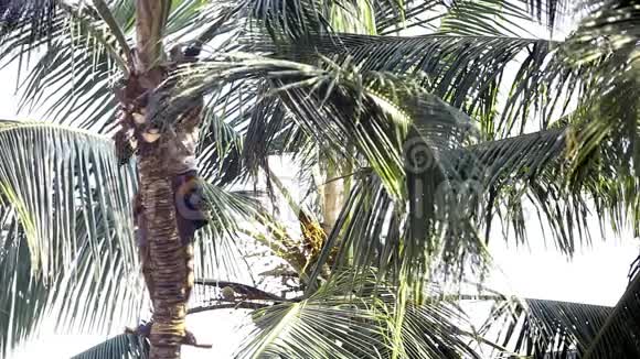 当地人用砍刀砍棕榈叶立在树干上视频的预览图