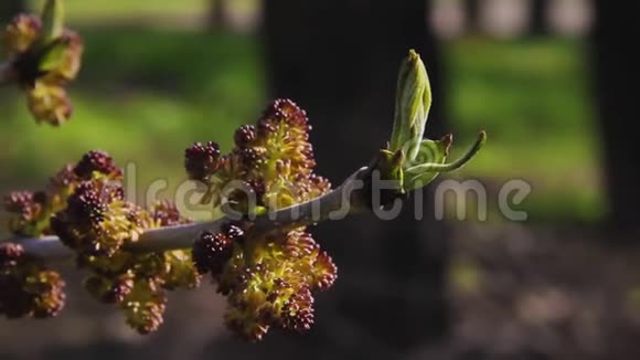 芽和开放的花朵觉醒的阿塞尼根多树关闭早春麦角盛开的马尼托巴枫树或精灵枫树枝视频的预览图