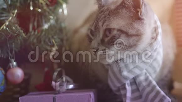 可爱的灰色条纹毛猫带着条纹围巾在圣诞树下休息带着礼物视频的预览图