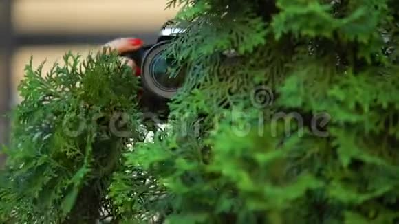 女性手拿着相机在树后私人侦探调查视频的预览图