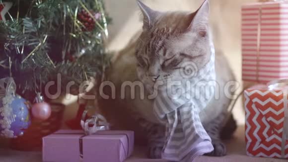 可爱的灰色条纹毛猫带着条纹围巾在圣诞树下休息带着礼物视频的预览图