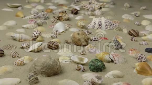 缩放近似贝壳在沙滩上视频的预览图