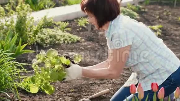 老年妇女种植一种植物视频的预览图