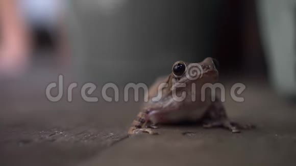 可爱的青蛙只是静静地站在木屋里视频的预览图