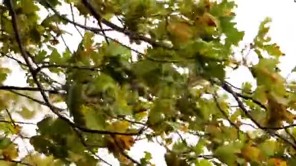 橡树的枯叶视频的预览图