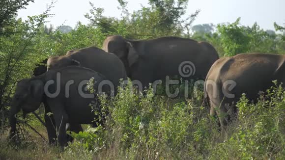 小象来到老动物面前在绿草面前打哈欠视频的预览图