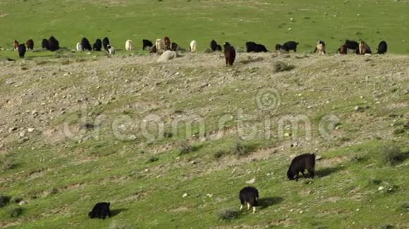 落基和草地上的山羊群视频的预览图