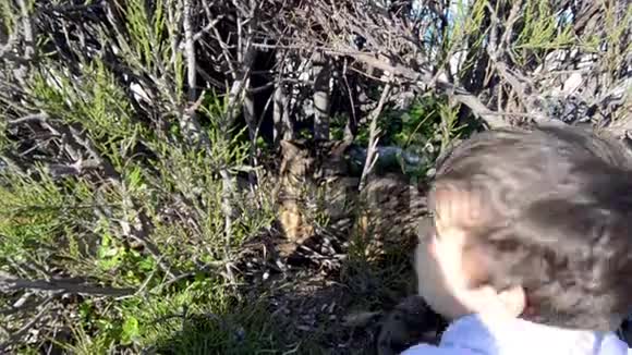 可爱的幼儿向躲在灌木丛中的猫挥手视频的预览图