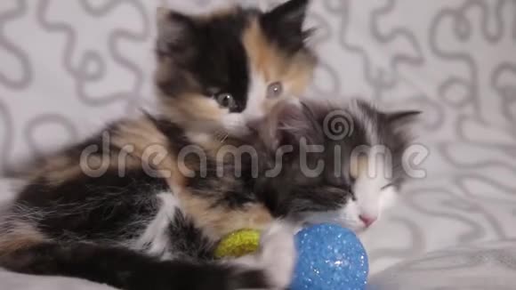 沙发上两只小猫视频的预览图