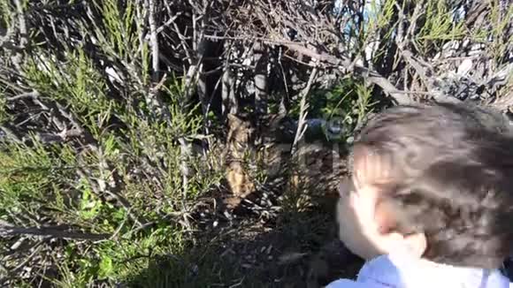 可爱的幼儿向躲在灌木丛中的猫挥手视频的预览图