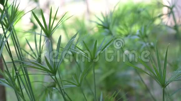 绿色纸草植物在自然界中的运动视频的预览图