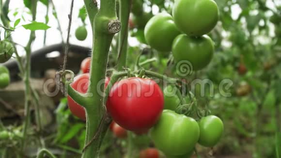女农民在温室里采摘新鲜番茄有机蔬菜关闭视频的预览图