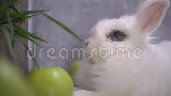 一只奇怪的兔子在摇鼻子视频的预览图