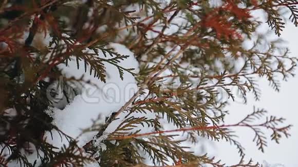 雪林中的树枝雪躺在树叶上关门视频的预览图