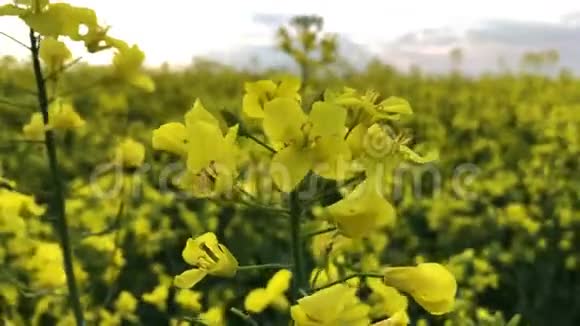 黄油籽油菜在蓝天碧草英国诺福克的春天油籽的黄花视频的预览图