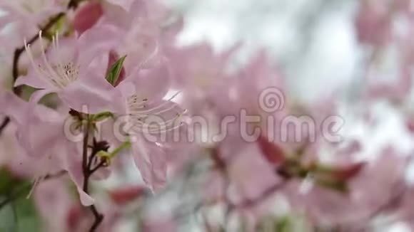 樱花树枝被粉红色花朵覆盖的特写镜头视频的预览图