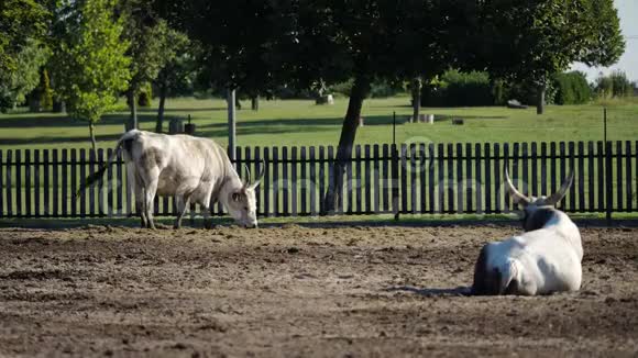 农场里的匈牙利灰牛视频的预览图